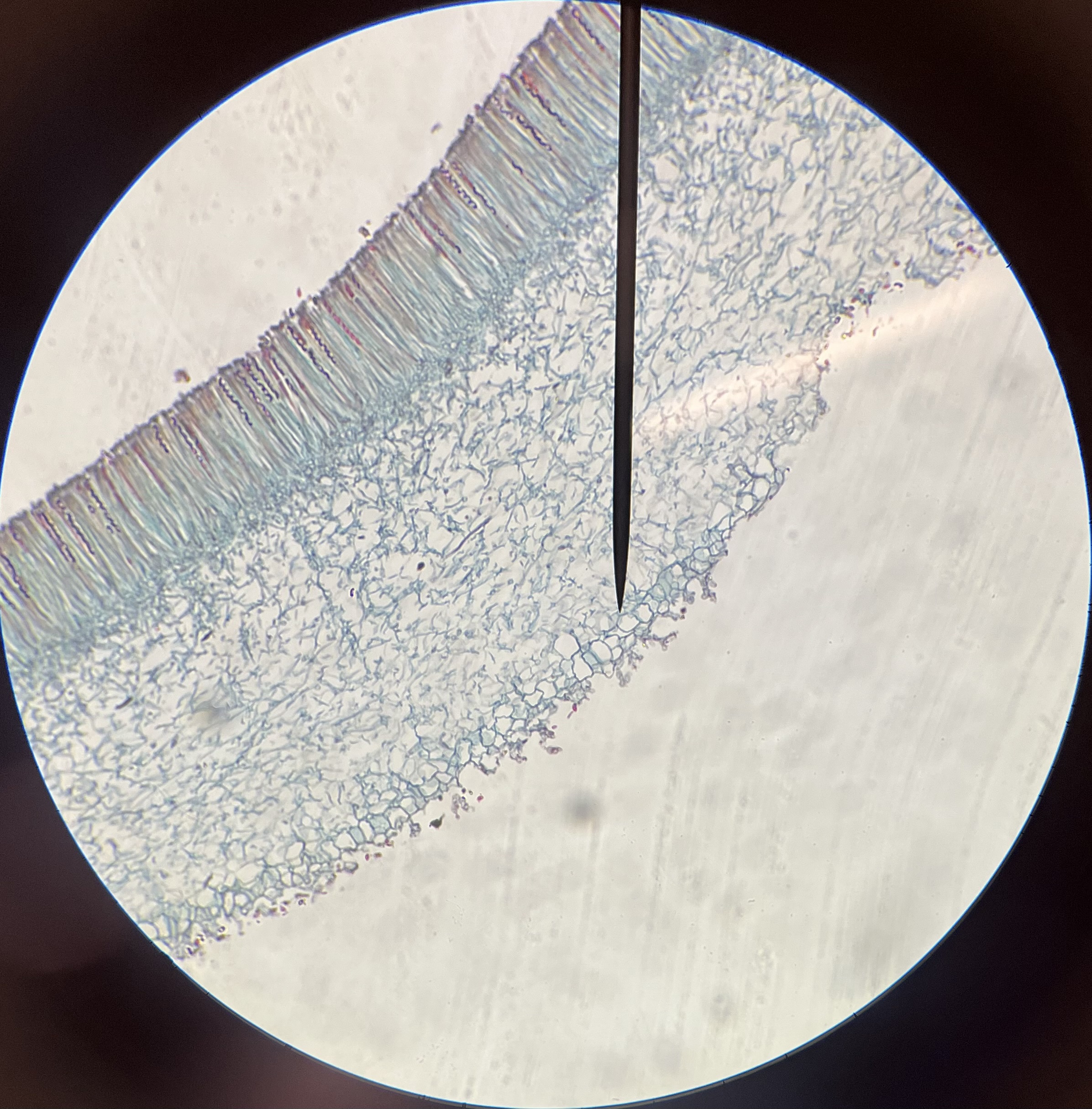 <p>What layer is the pointer on?</p>