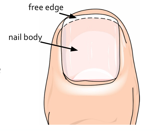 <p>Structure of a Nail</p>