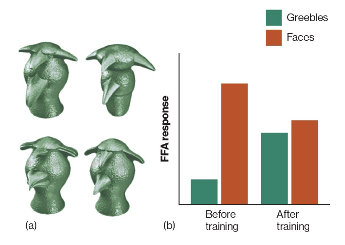 <p>• Gauthier et al. (1999)</p><p>• FFA (fusiform face area)</p><p>• neurons activate to new stimuli, like Greebles, when exposed over time</p><p>experience based plasticity may play a role in determining neurons’ response</p><p>experiment demonstrated that the brain's Fusiform Face Area (FFA) adapts through experience to recognize complex, non-face objects when a person develops visual expertise (or in this case Grebbles)</p>
