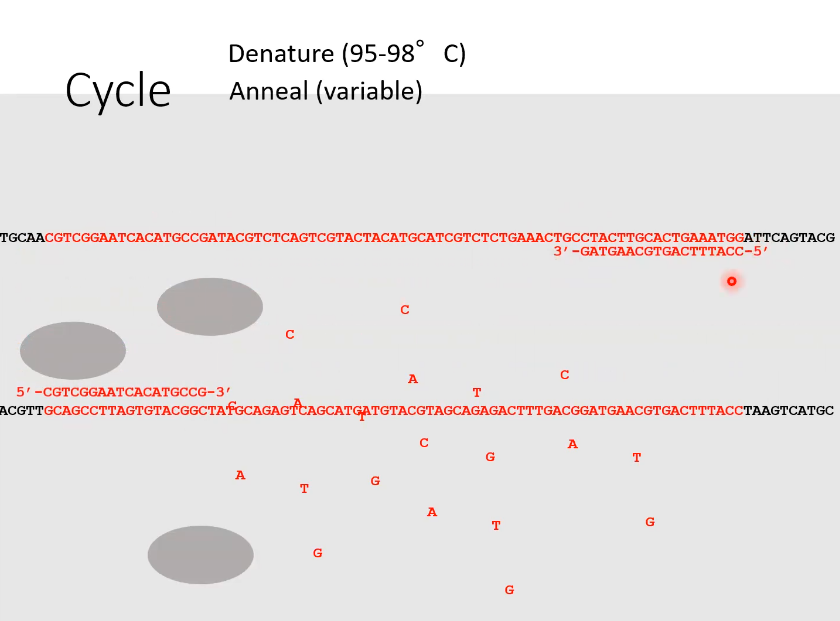 <p>Anneal</p><p>DNA primers have paired with the DNA section that is complementary to it</p>