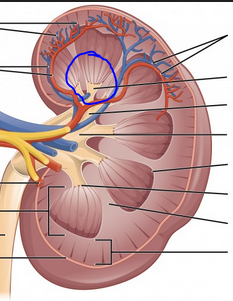 <p>Where does urine exit the papillary duct </p>