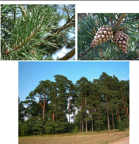 <p>Naalden per 2 </p><p>Krommere stam dan zwarte den (nogsteeds vrij recht)</p><p>Stam grijs onderaan, bruin bovenaan</p>