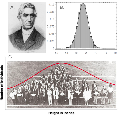 <p>Quantitive traits are influenced by multiple genes; generate a normal distribution—- have continuous distribution of phenotypic variation </p>