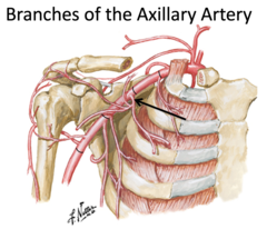 <p>Identify the structure</p>