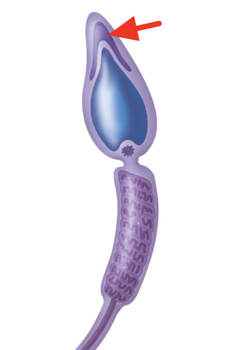 <p>contains digestive enzymes to penetrate the female egg</p>