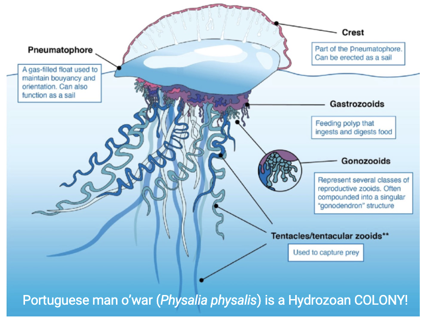 <p>Polyp and medusoid forms</p><p>Portuguese man o’ war</p><ul><li><p><strong>SIPHONOPHORES</strong></p><ul><li><p>Free-floating COLONIAL (both forms)</p><ul><li><p>See picture</p></li></ul></li></ul></li><li><p>Marine (most), some freshwater</p></li><li><p>Polypoid and medusoid forms</p><ul><li><p><em>Hydra</em> sp. only polypoid</p></li></ul></li></ul><p></p><p></p>