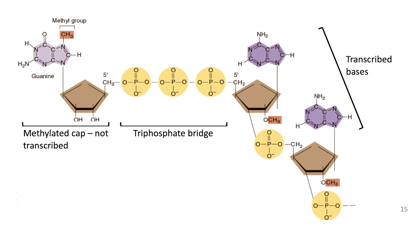 <p>mRNA have ___ on 5’ end </p>