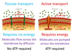 <p>1. Size</p><p>2. Polarity</p><p>3. Concentrations</p>