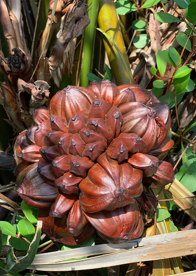 <p><strong>Common Name</strong>: <span style="background-color: transparent; font-family: "Helvetica Neue", sans-serif;">Nipa</span></p><p><strong>Parts Used</strong>: <span style="background-color: transparent; font-family: "Helvetica Neue", sans-serif;">Roots, leaves, stems, wood, sap, fruit&nbsp;</span></p><p><strong>Use/s</strong>: Asthma, fever, toothaches; antioxidant, antibacterial, anti-inflammatory, antidiabetic, analgesic, anticancer</p><p><strong>Major Metabolites</strong>: Alkaloids, flavonoids, polyphenols, tannins, saponins, steroids</p>