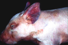 <p>A pig over 4 weeks old presents with cyanosis of the ears and belly, diarrhea, pneumonia, and a distended belly. Thoughts?</p>