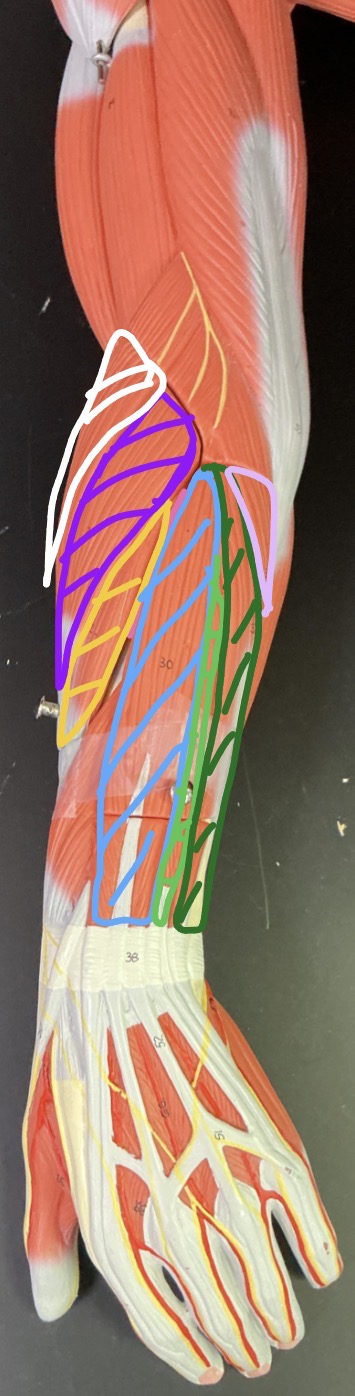 <p>what is the light green muscle?</p>