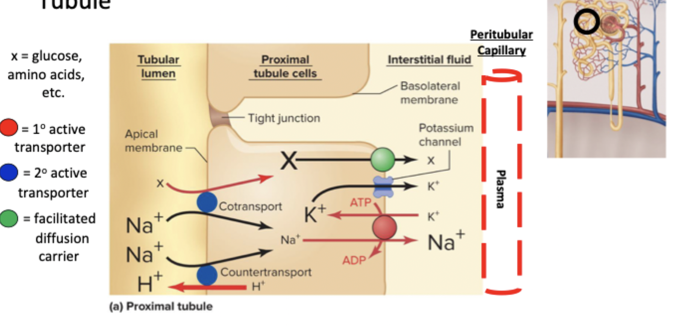<p>Na+ enters capillary via Na+/K+ ATPase, creates gradient</p><p>Na+ enters cell via cotransport with X or countertransport with H+</p><ul><li><p>Basolateral needs X and K+ channels</p></li></ul><p></p>