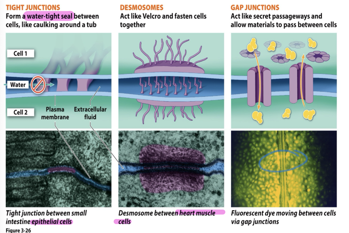 <ul><li><p>plasmodesmata (plants); water, proteins, RNA can pass from cell to cell</p></li><li><p>tight junctions (animals): form water tight seal between cells (caulking around a tub) (intestine/skin cells)</p></li><li><p>desmosomes (animals): act like velcro + fasten cells together (heart muscle cells)</p></li><li><p>gap junctions (animals): act like secret passageways + allow materials to pass between cells</p></li></ul><p></p>