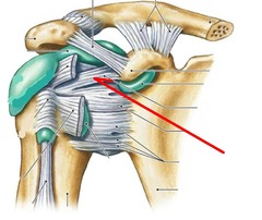 <p>passive support that prevents the humerus from subluxing inferiorly</p>