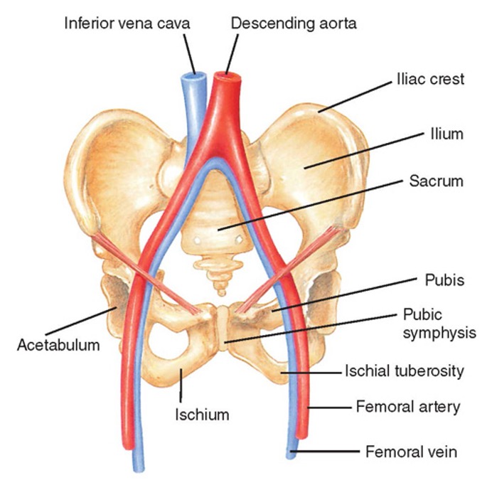 <p>Pelvis</p>