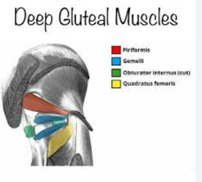 <p>muscles of the deep gluteal region</p>