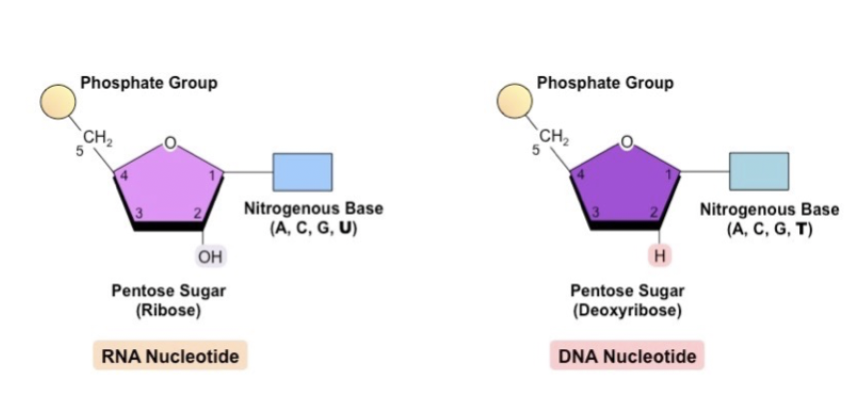 <p><span><strong>Nitrogenous bases: </strong></span>RNA has Uracil, DNA has Thymine</p><p><span><strong>Pentose sugar: </strong></span>Sugar of RNA is oxygenated (ribose), DNA is deoxygenated (deoxyribose)</p><p><span><strong>Structure: </strong></span>RNA generally single strand, DNA double helix</p>