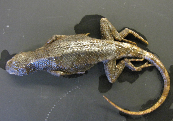 <p>Common name, Family, Scientific Name?</p>