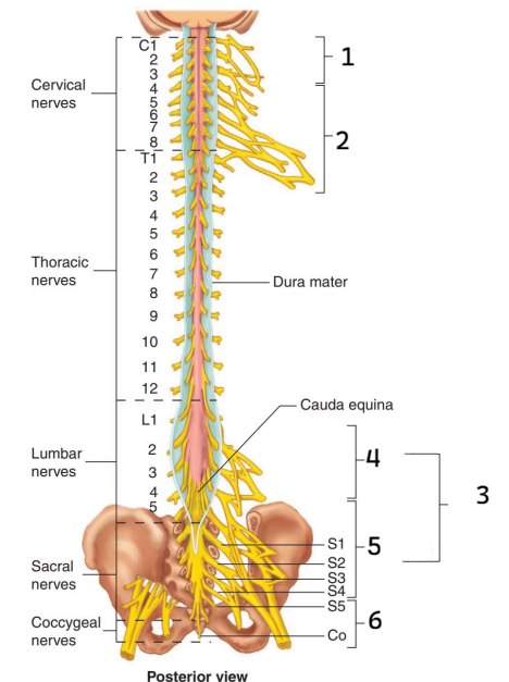 <p>Đám rối tủy cổ(C1-C4)</p><p>Đám rối cánh tay(C5-T1)</p><p>Đám rối thắt lưng-cùng(L1-S4):</p><ul><li><p>Đám rối thắt lưng(L1-L4)</p></li><li><p>Đám rối cùng(L4-S4)</p></li></ul><p>Đám rối cụt(S5-Co)</p><p>**Đám rối cùng cụt(L4-Co)</p>