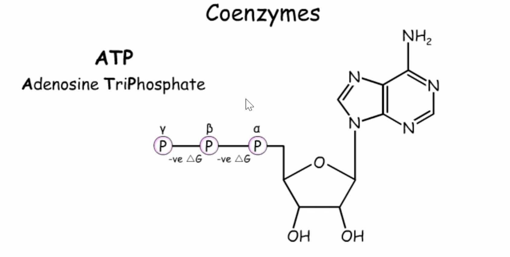 <p>releases energy when β-ɣ bond is broken</p><p>-ΔG</p>