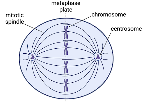 A structure of microtubules that forms between the cell's poles and moves chromosomes during mitosis