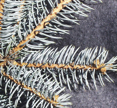 <p>scientific name + cultivar</p>