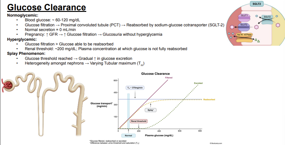 <p>Answer: 0 mL/min.</p><p>Extra Information:</p><ul><li><p>The slide lists no normal glucose secretion.</p></li></ul><p></p>