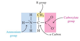 <ul><li><p>Have a central carbon atom called the a-carbon bonded to two functional groups: an ammonium group (— NH<sub>3</sub><sup>+</sup> ) and a carboxylate group (—COO<sup>-</sup> )</p></li><li><p>Have a central carbon atom bonded to a hydrogen atom and R group or side chain in addition to the carboxylate and ammonium groups </p></li></ul><p></p>