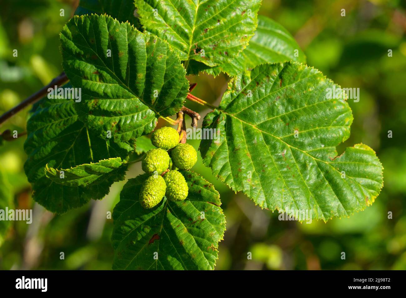 <p>Alnus rubra </p>