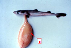 <p>This is the reproductive system of a dogfish “pup” in class Chondrichthyes. Structure A is the ________ and dogfish are oviparous <strong>OR</strong> ovoviviparous <strong>OR</strong> viviparous.</p>