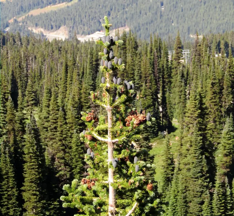 <p>Abies lasiocarpa</p>