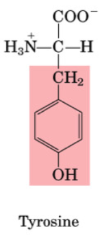 <p>•Non-essential</p><p>•“Spares” Phe</p><p>•post-translational modification of proteins</p><p>•Used to synthesize neurotransmitters</p>