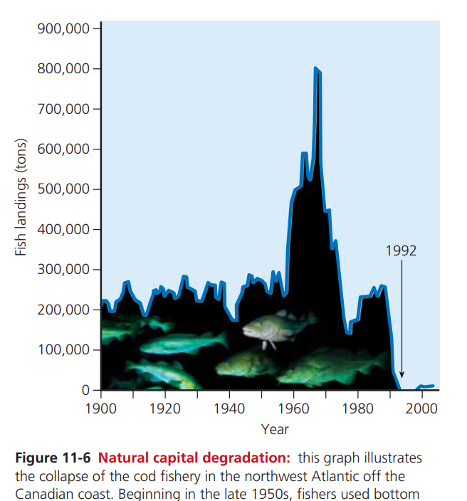 <p>Commercial extinction</p>