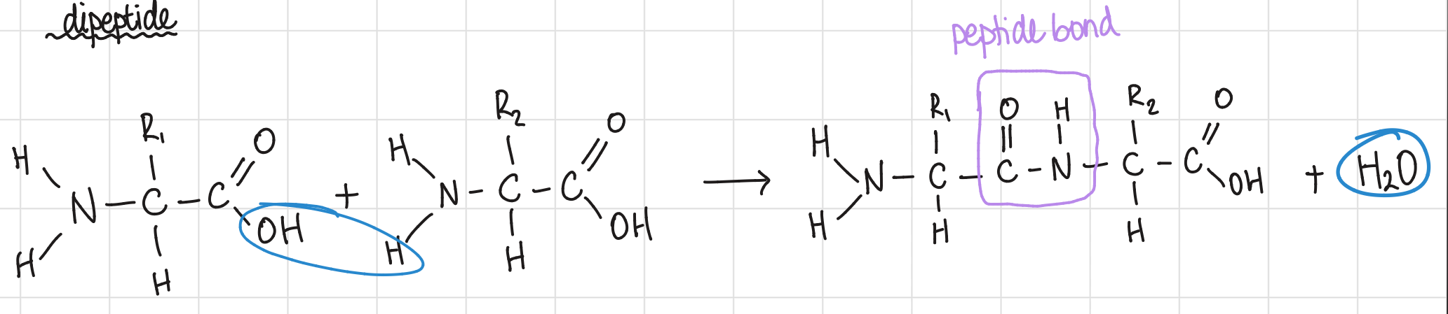 <ul><li><p>amino acid + amino acid → dipeptide + water</p></li><li><p>condensation reaction</p></li></ul><p></p>