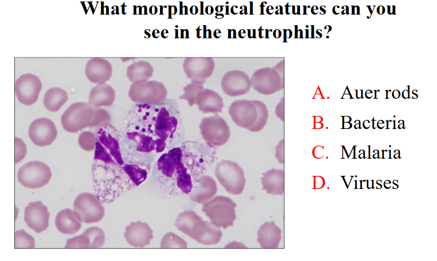 <p>What morphological features can you see in neutrophils</p>