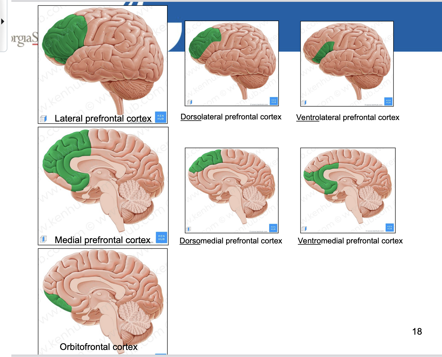 <ul><li><p>Lateral part: DORSOlateral Prefrontal Cortex, VENTROlateral Prefrontal Cortex</p></li><li><p>Medial part: DORSOmedial Prefrontal Cortex, VENTROmedial Prefrontal Cortex</p></li><li><p>Orbitofrontal Cortex</p></li></ul><p></p>