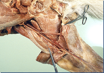 <p>satellite veins</p>