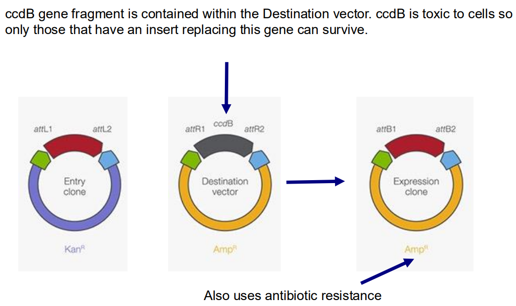<p>Gateway cloning doesn’t use restriction enzymes and DNA ligases, instead it takes advantage of a site-specific recombination system from the Lambda phage. The target gene of interest that lies between two Phage attachment points can be recombined onto a different Destination vector (which contains a selectable marker like Amp<sup>R</sup>, replacing the gene that was between two corresponding phage attachment sites. This makes a final Expression vector containing Amp<sup>R</sup> and the target gene insert. This plasmid can be transformed into many different organisms so is a very versatile tool.</p>