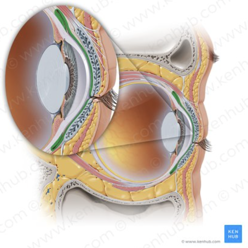 <p>Lubricates and protects eye surface.</p>