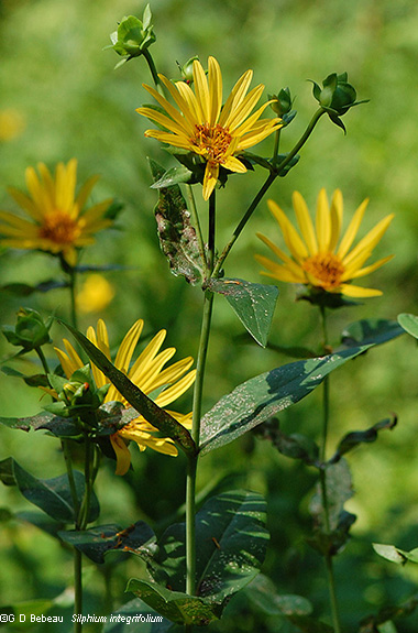 <p>Silphium, sandpaper leaves, used for chewing gum, <em>only full sun, loam, clay, sand</em></p>
