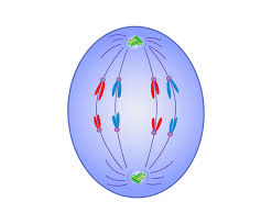 <p><span style="font-family: "Source Sans Pro", sans-serif;">Chromosomes are pulled apart to opposite ends of the cell </span><span style="background-color: transparent; font-family: "Source Sans Pro", sans-serif;">by the spindle fibers</span><br></p>