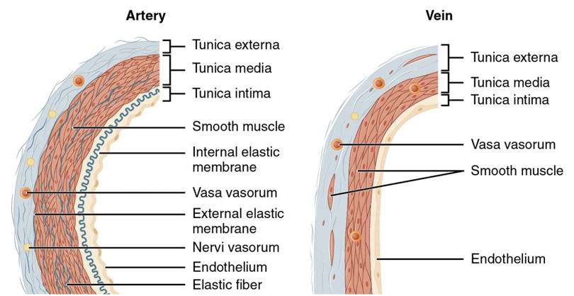 <p>Tunica externa, media, and intima. </p>