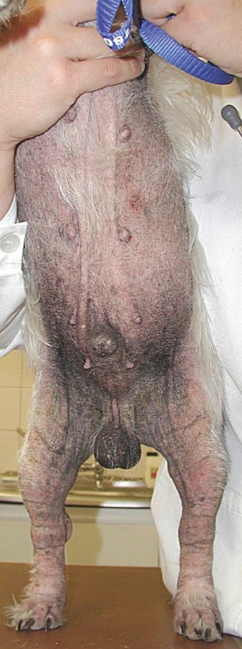 <p>Bacterial Overgrowth Syndrome</p>