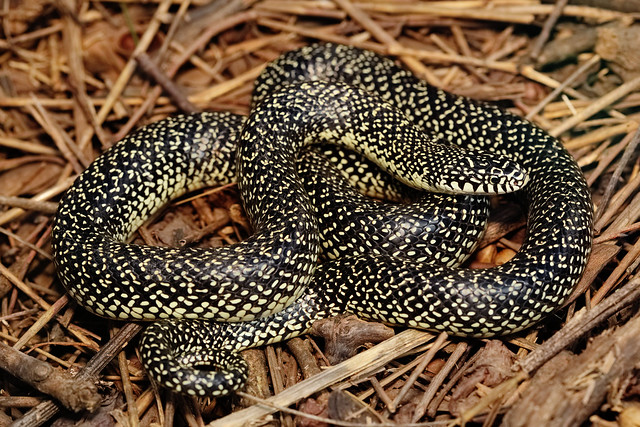 <p>Speckled Kingsnake</p>