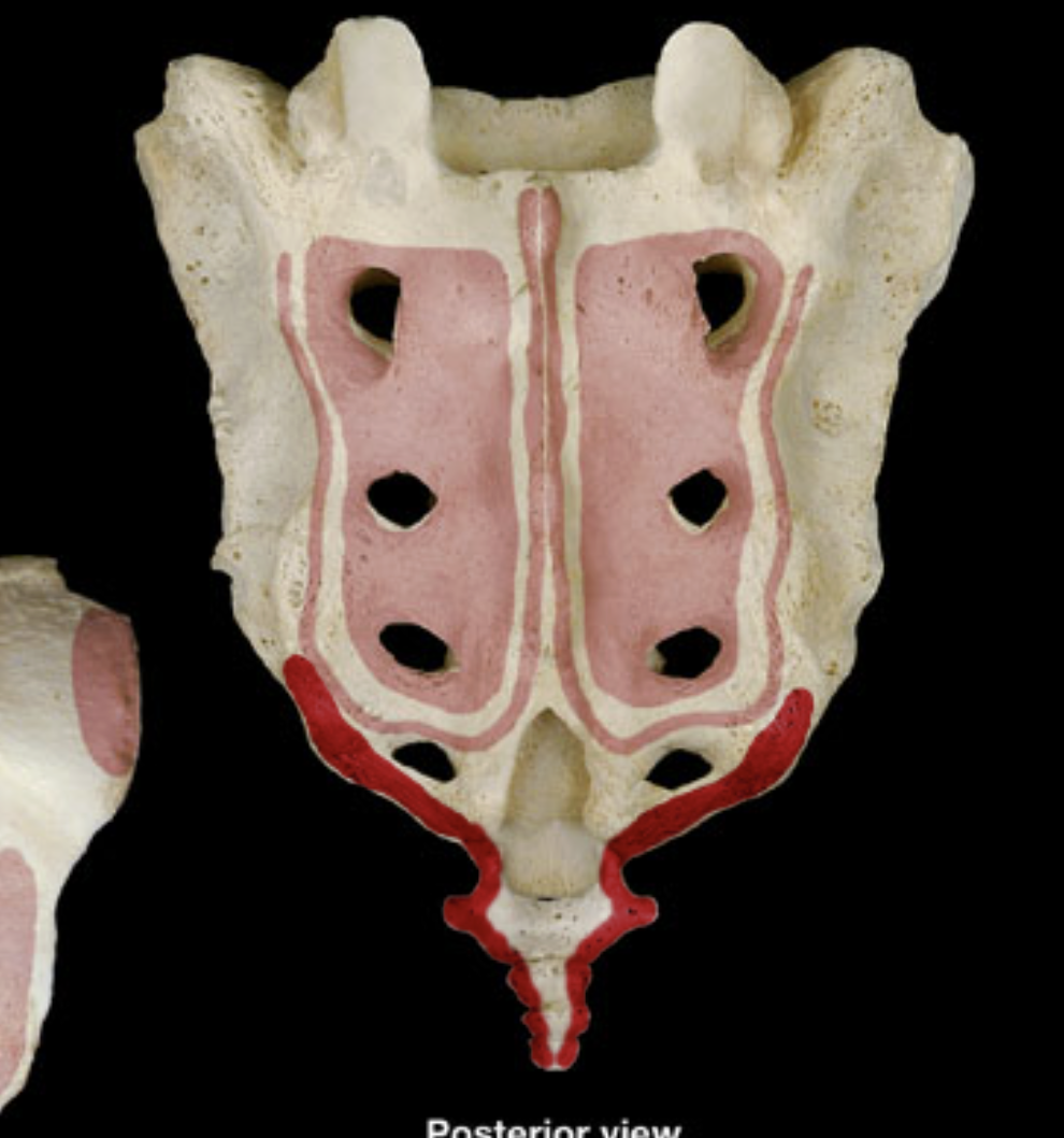 <p>ala of ilium</p><p>sacrum</p><p>coccyx</p>