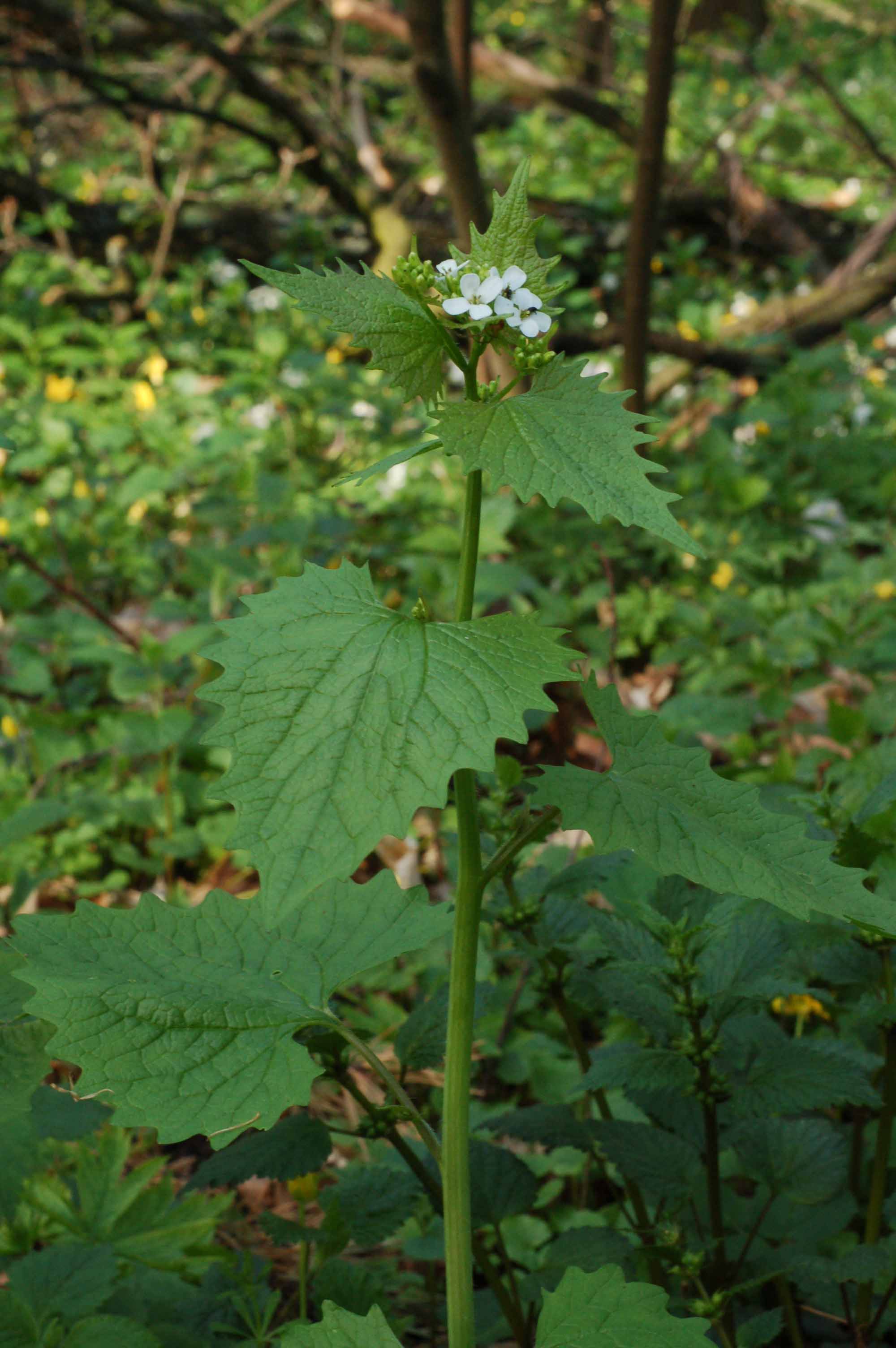 <p>Klasa <strong>ARTEMISIETEA VULGARIS </strong><span style="line-height: 22px;">związek<strong> <em>Convolvuletalia sepium</em></strong>&nbsp;</span></p>