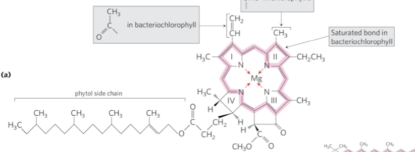 <p>Chlorophylls structure </p>