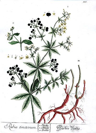 <p>madder ( UN )</p>