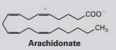 <p>lipids derived from arachidonic acid</p>