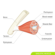 <p><span>Endomysium</span></p>